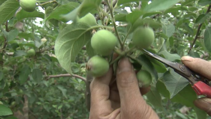 苹果树管理