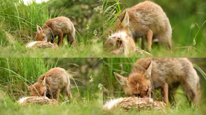 在荷兰的沙丘上，一只红狐(vulpes vulpes)幼崽正在吃它妈妈带来的猎物(小黇鹿)。