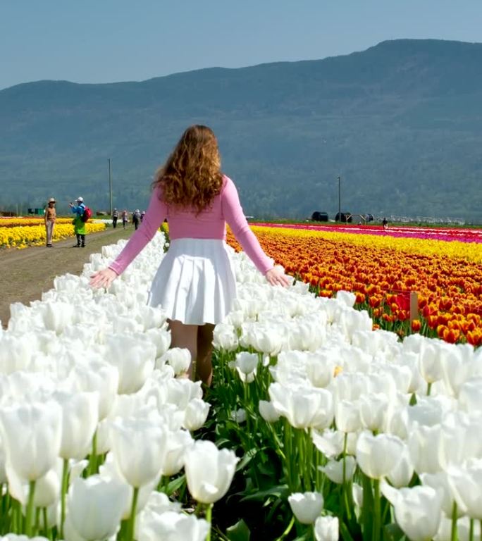 年轻女子穿着白色的裙子，粉红色的夹克，金色的长发，映衬着白色的郁金香，在郁金香的田野里有一条红色的条