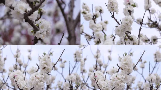 白色樱花实拍视频