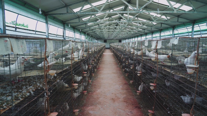 乡村实用鸽子养殖技术展示高效畜牧新发展