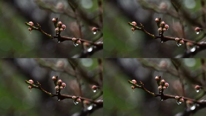 春天雨中的梅花花蕾