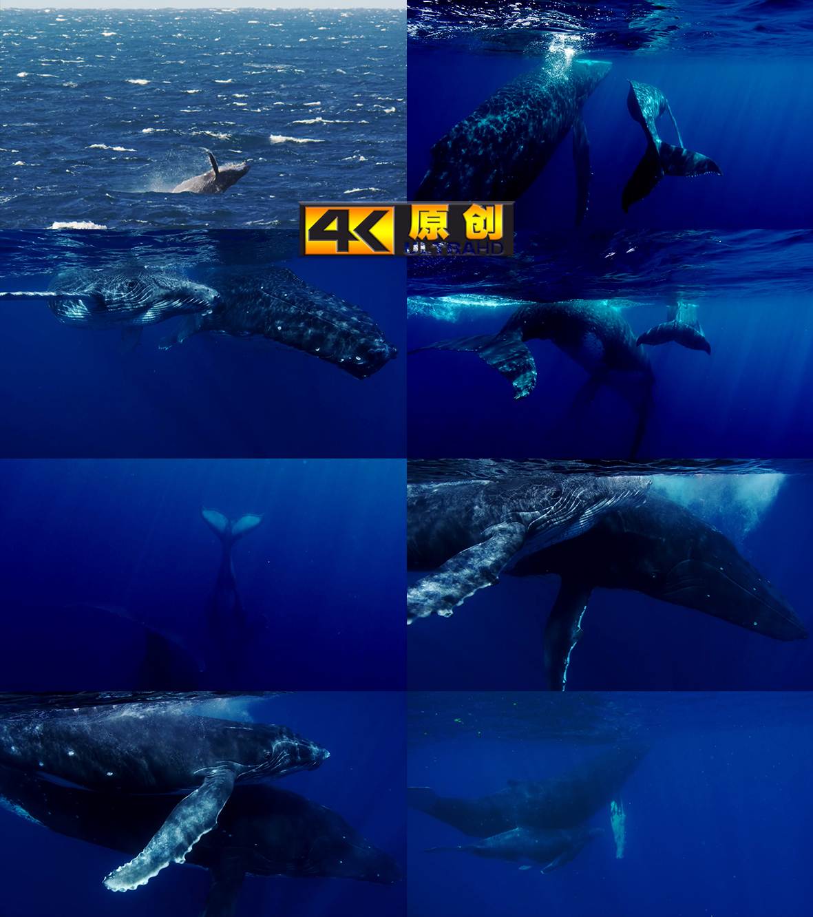 鲸鱼跳跃蓝鲸座头鲸深海探索唯美海洋
