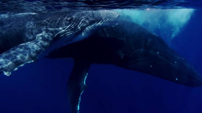 鲸鱼跳跃蓝鲸座头鲸深海探索唯美海洋