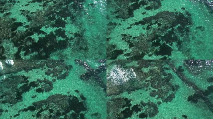 俯瞰美丽的海底与珊瑚礁在博卡斯德尔托罗，巴拿马。