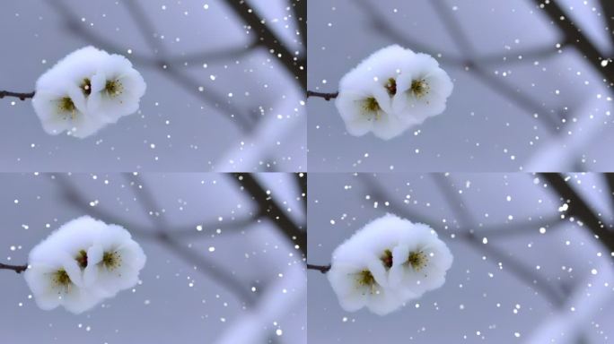 冬天雪景 下雪 暴雪 空镜 雪中梅花盛开