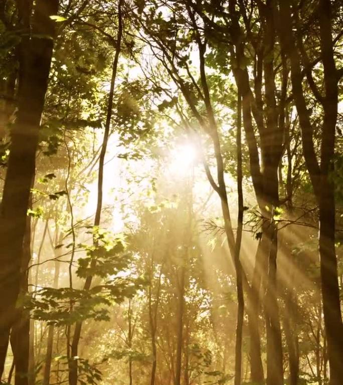 阳光穿过森林的树枝蜿蜒而过