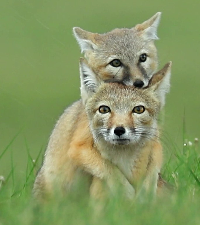 濒危物种沙狐是一种耐旱的沙漠狐狸02