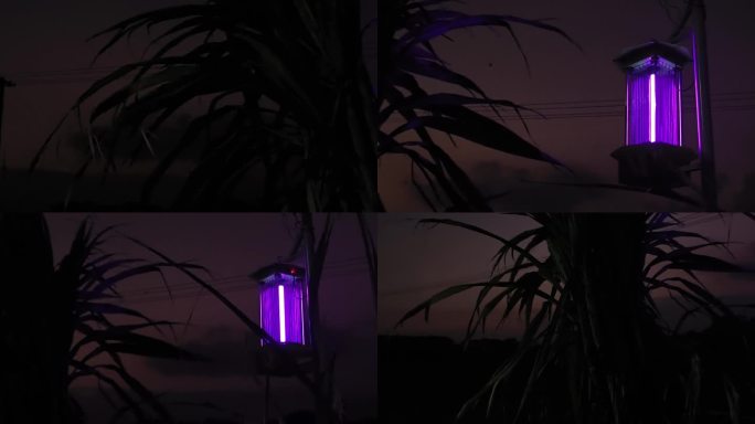 傍晚庄稼晚风植物霞轮廓杀诱虫紫色灯晚风