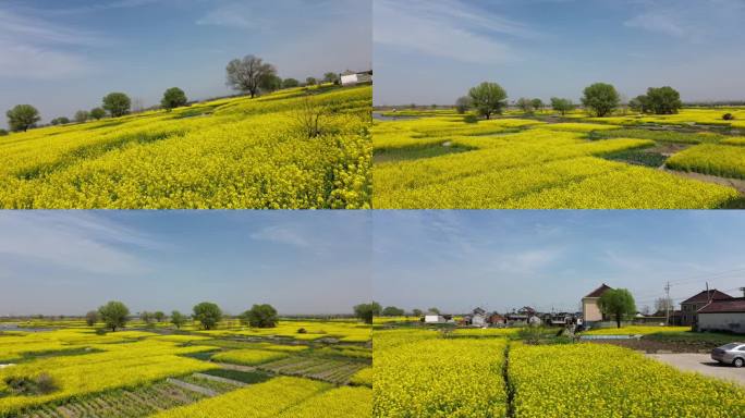 泰州美丽乡村油菜花