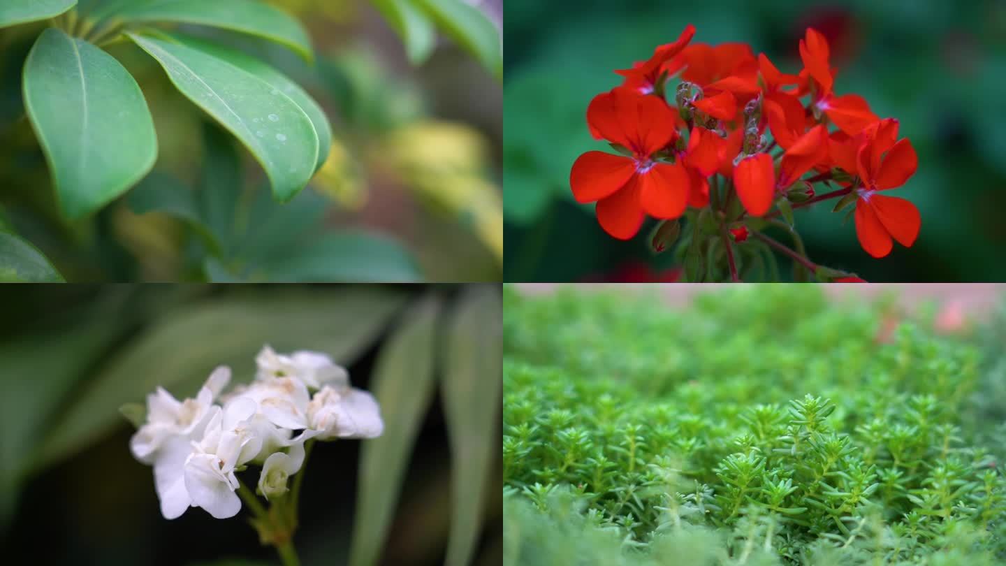 植物特写