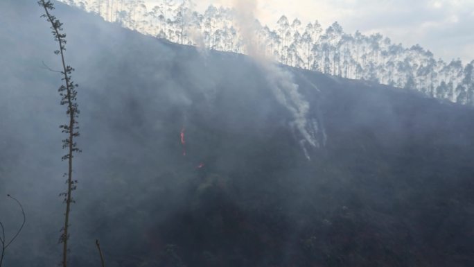 山火炼山森林火灾森林防火防火带森林火警