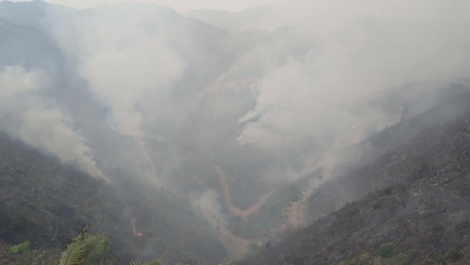 山火炼山森林火灾森林防火防火带森林火警