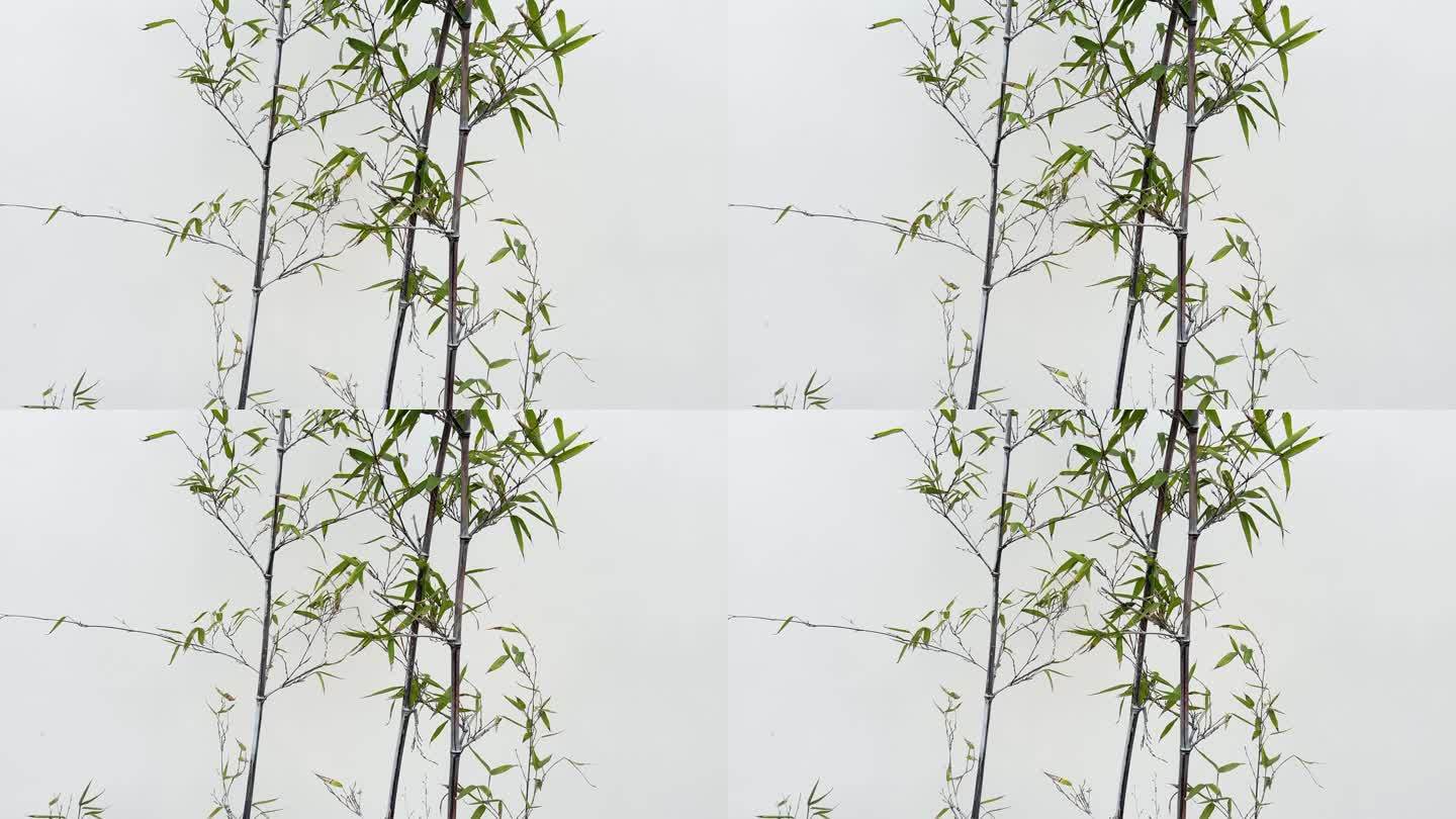4K原创 白色背景的绿竹