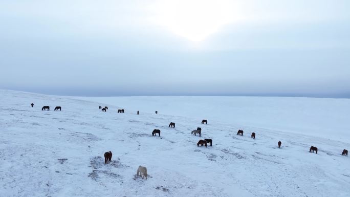 呼伦贝尔大雪原 蒙古马