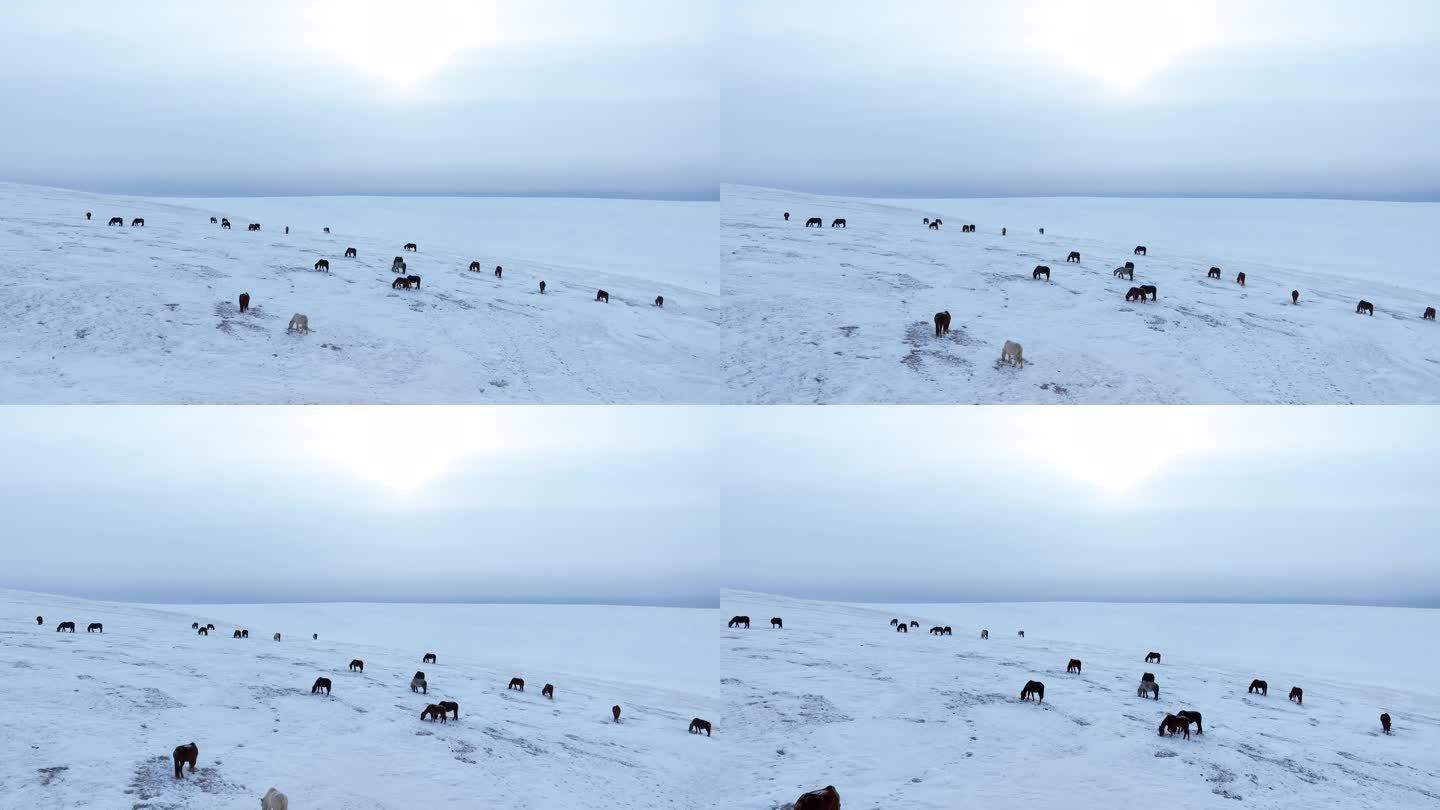 呼伦贝尔大雪原 蒙古马