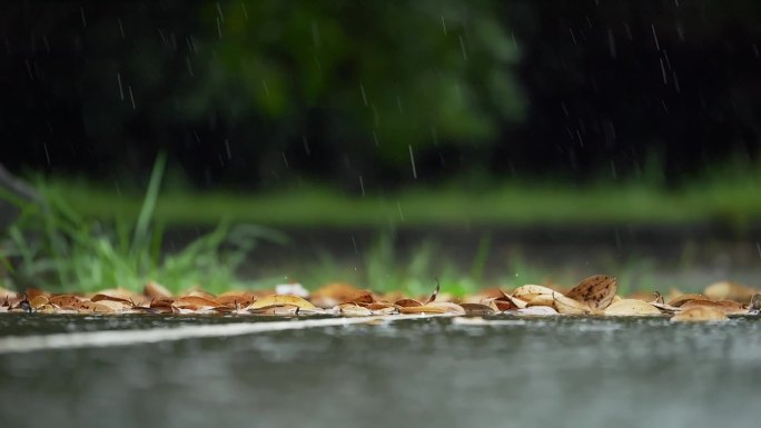 雨景飘雨雨季下雨