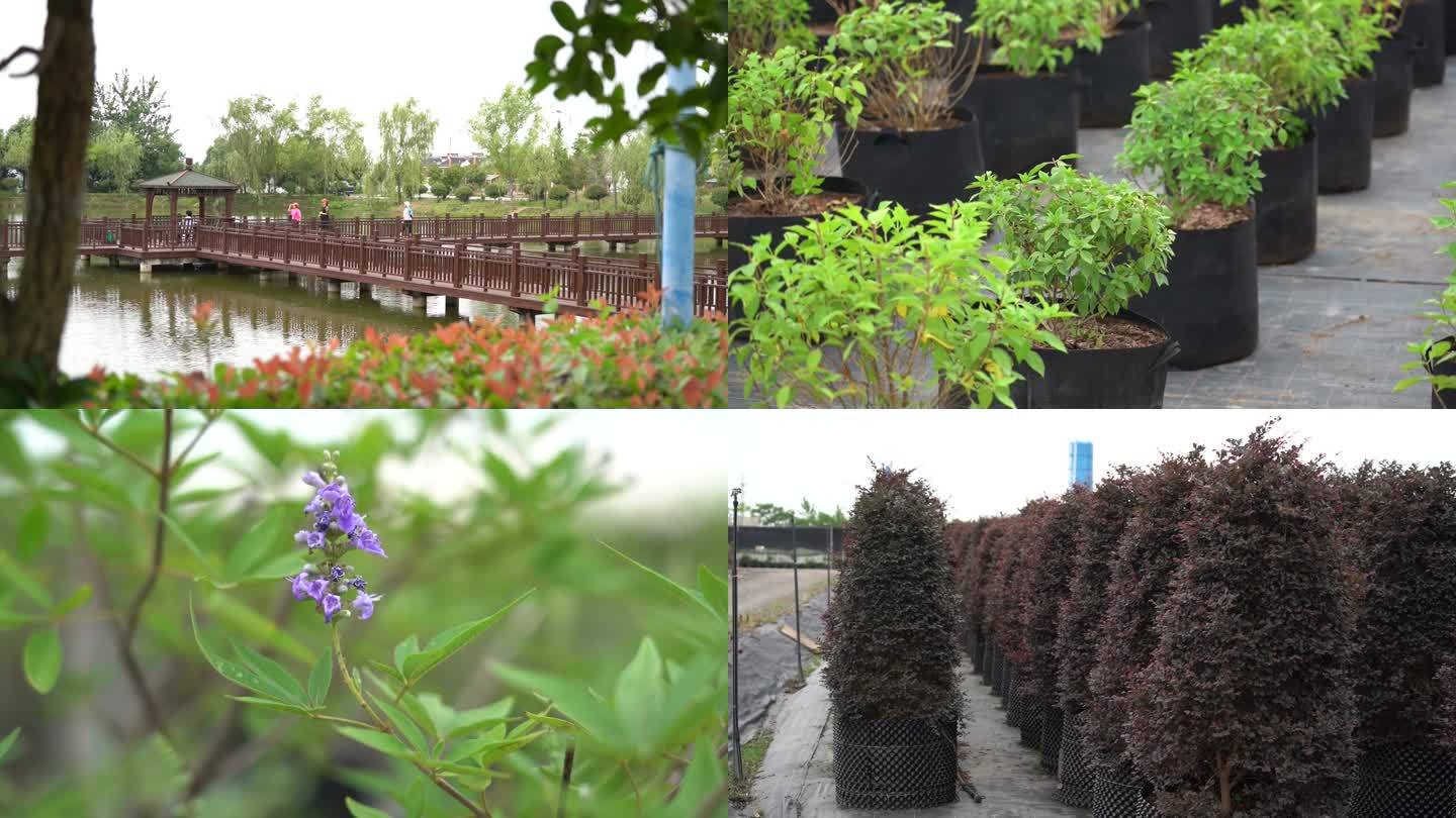 武汉市新洲区靠山小镇花卉苗木种植
