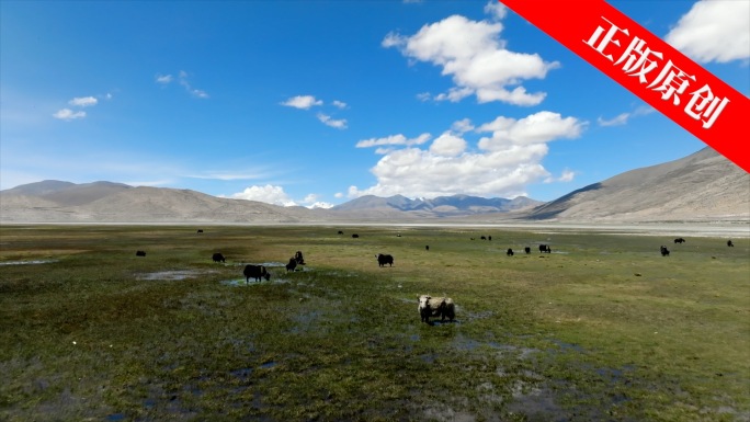 青藏高原 西藏的牦牛