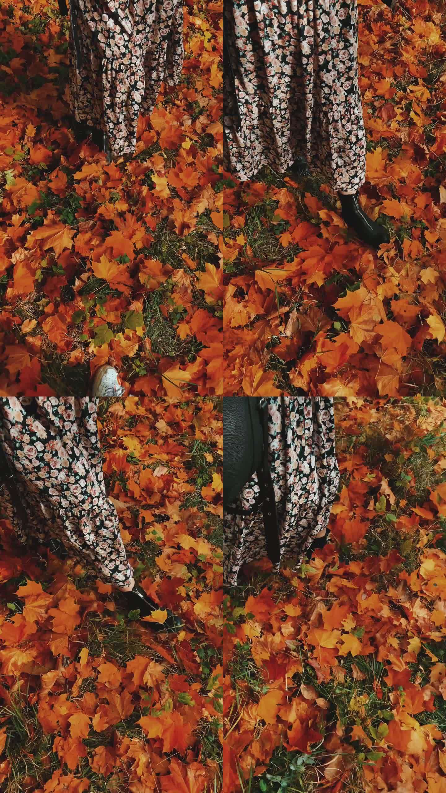 深秋脚下的枫叶
