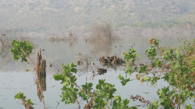 印度马哈拉施特拉邦Lonar湖生态系统和候鸟