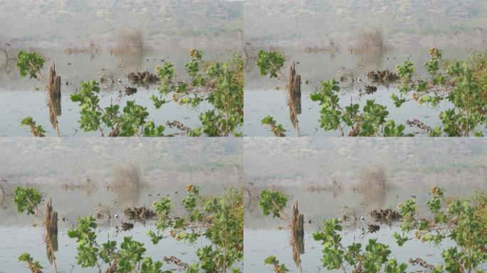 印度马哈拉施特拉邦Lonar湖生态系统和候鸟