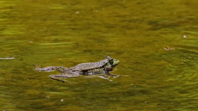普通蛙，蛙蛙，在水中呱呱叫的单一爬行动物，也被称为欧洲普通蛙