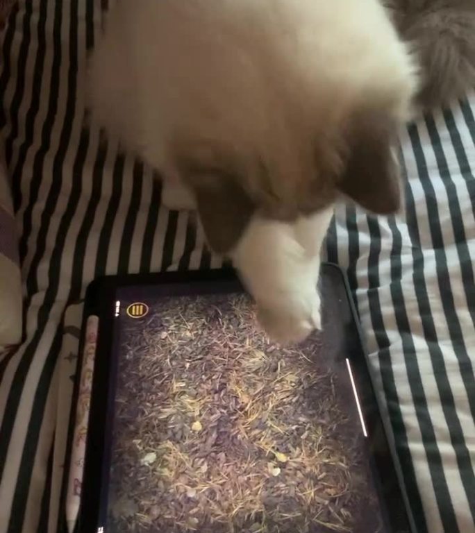 一只可爱的小布偶猫在玩平板上的游戏
