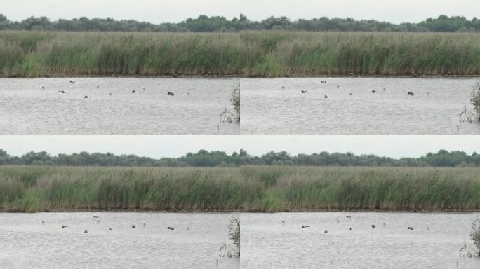 沼泽生活与不同种类的鸭子，鸟类和芦苇在背景。(慢镜头- 4K)