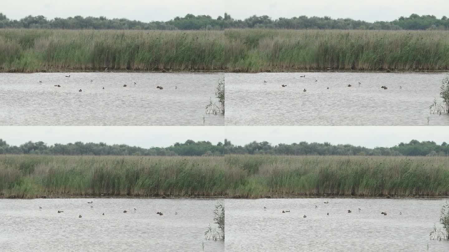 沼泽生活与不同种类的鸭子，鸟类和芦苇在背景。(慢镜头- 4K)