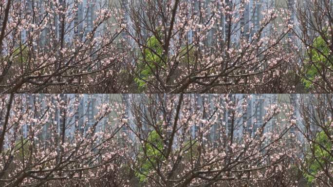 梅园、梅花、梅树