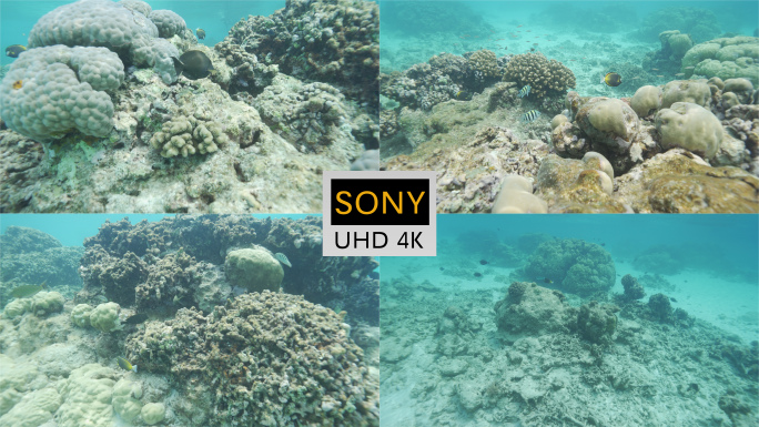 中国南海西沙群岛水下珊瑚礁鱼【西沙合集】