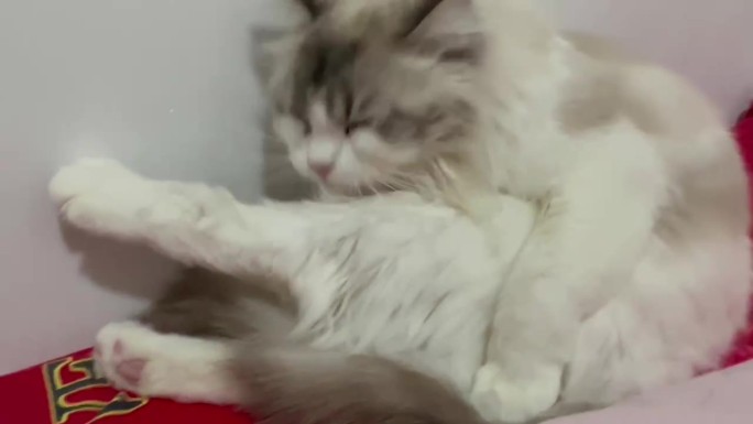 刚洗完澡的布偶猫在床上舔毛