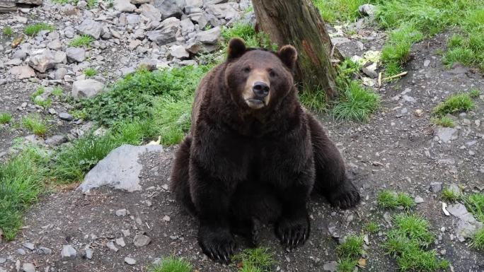 一只棕熊坐在那里，看着摄像机，阿拉斯加