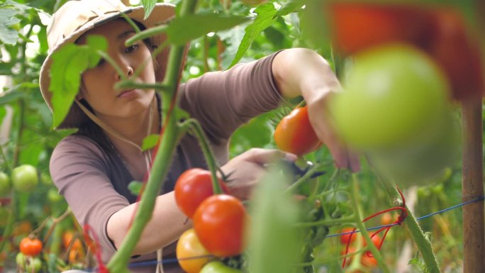 女农民在番茄农场检查番茄
