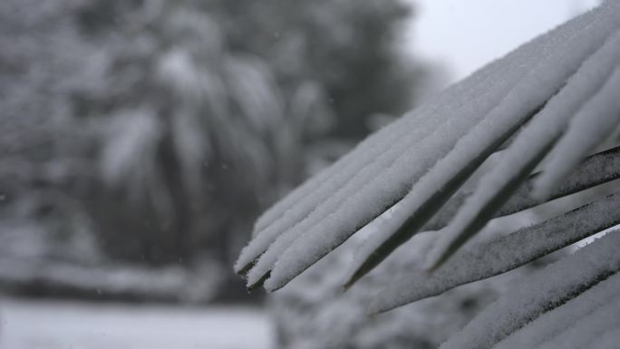 雪景