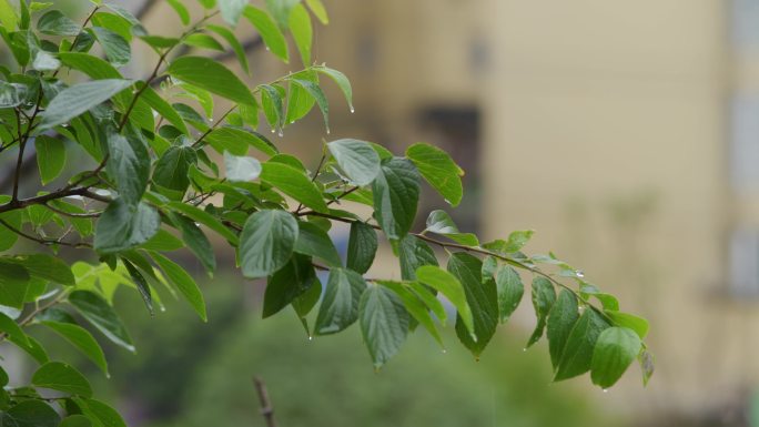 雨滴落在树叶上