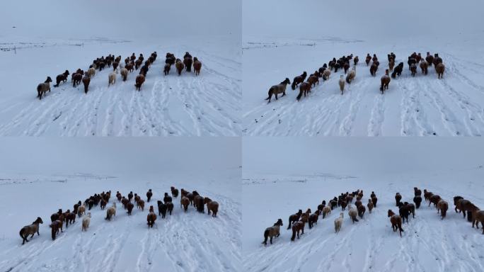雪原蒙古马