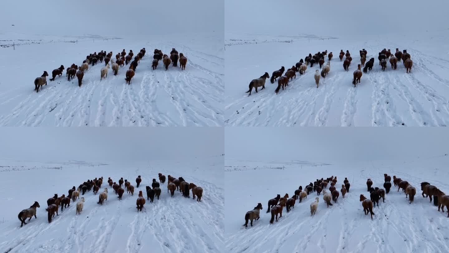 雪原蒙古马