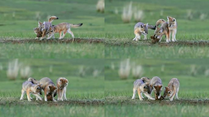 濒危物种沙狐是一种耐旱的沙漠狐狸