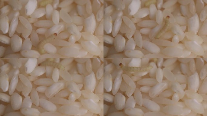 食物:爬在米粒上的蛾幼虫。微距镜头