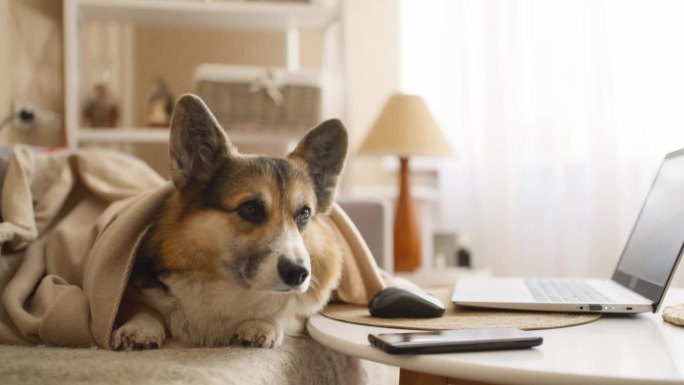 柯基犬肖像。金色的小狗躺在沙发上，在客厅里放松。快乐的家养动物在家里。彭布罗克威尔士柯基的特写，摆姿