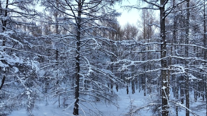 寒冬森林雪景落叶松林树挂雪松