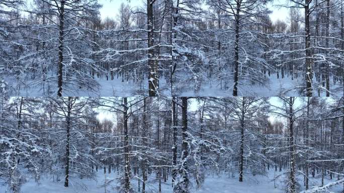 寒冬森林雪景落叶松林树挂雪松