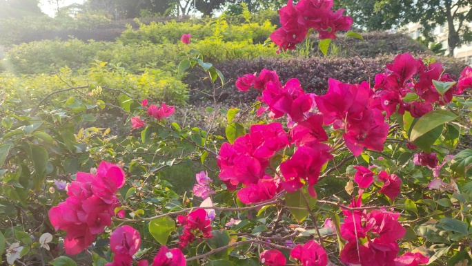 艳阳下的花朵