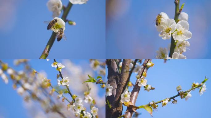 梅花特写蜜蜂采蜜