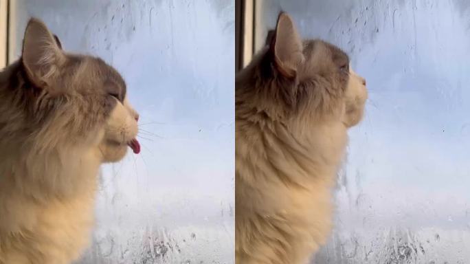 布偶猫在舔窗户上的蒸气水