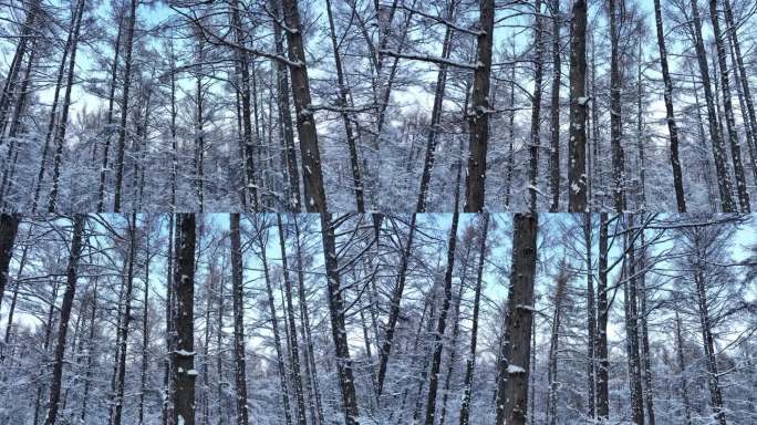 森林雪景树挂雪松