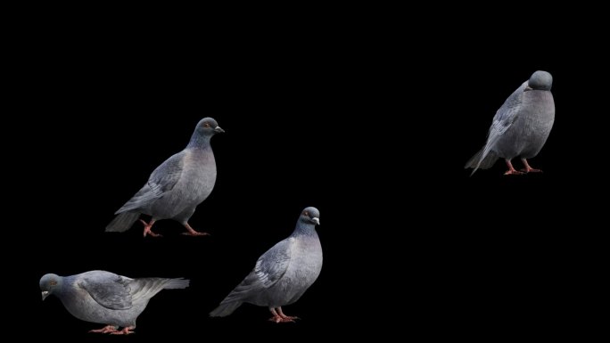 写实鸽子动作  吃食   飞行落地 起飞