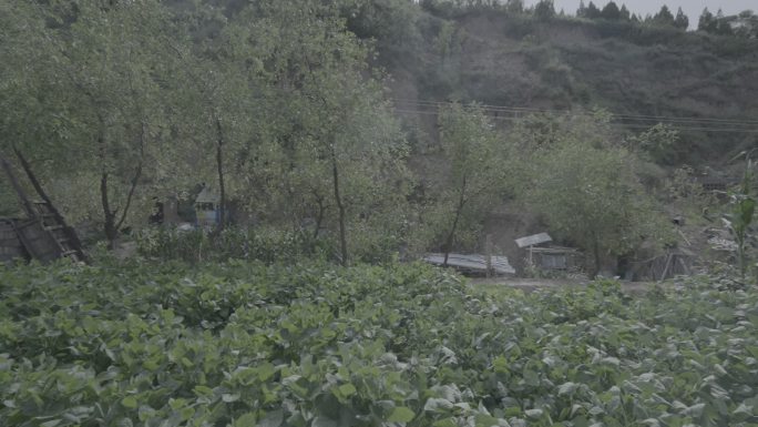 夏季花生地花生秧4